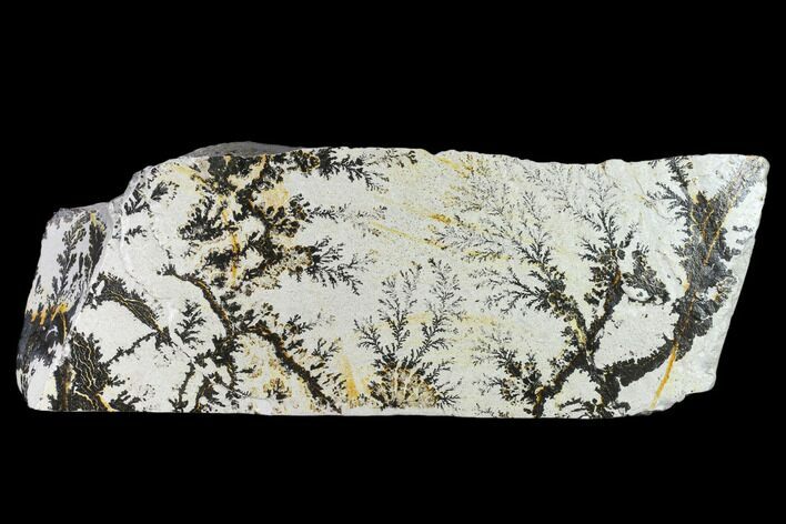 Slab of Dendrites On Limestone - Utah #133269
